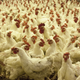 Imagen para el artículo titulado Un hombre busca desesperadamente un hogar para las 1.000 gallinas que compró por error en Internet